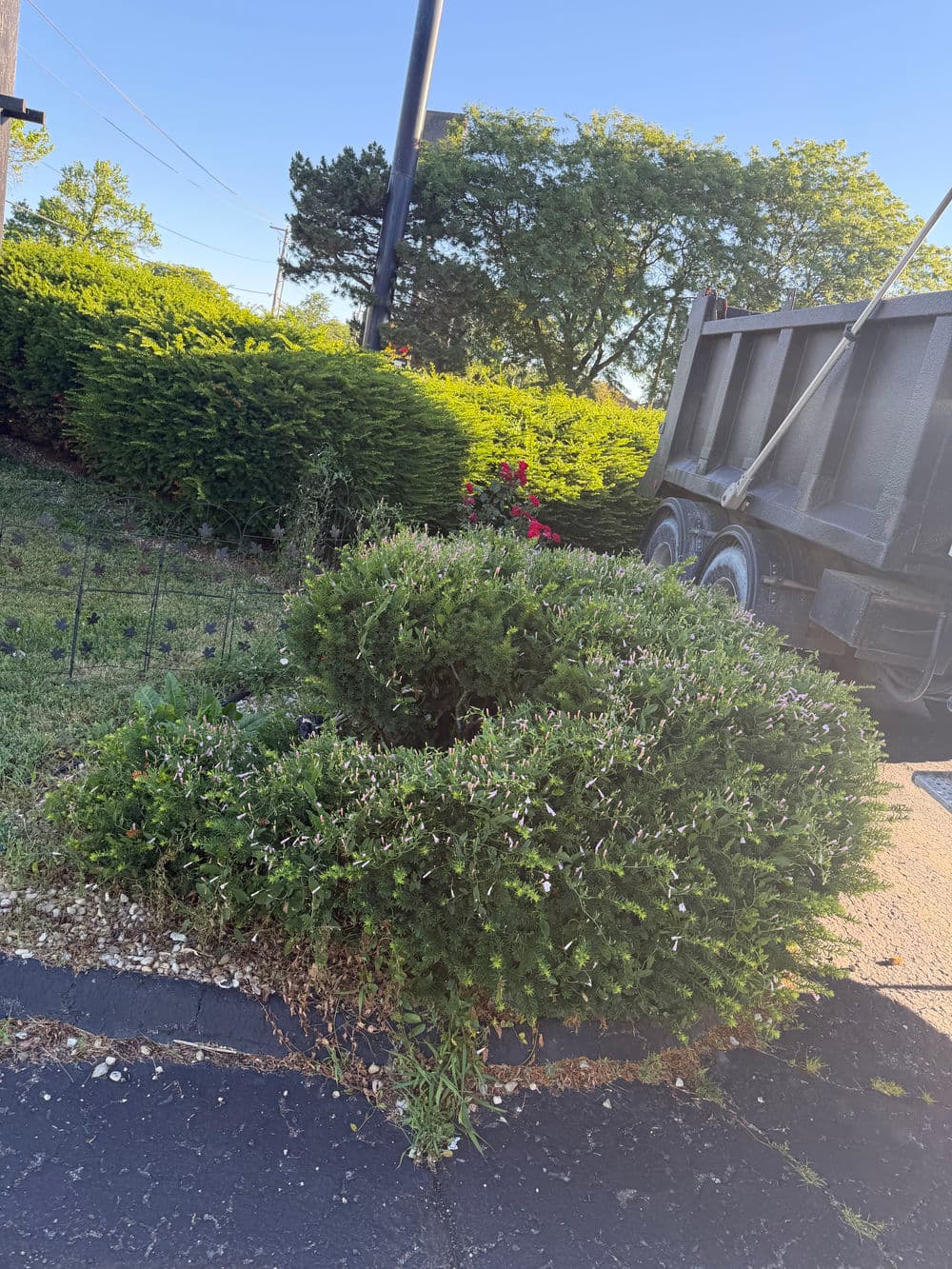 Overgrown green shrubbery curving near a road with a truck and blooming rose bushes.